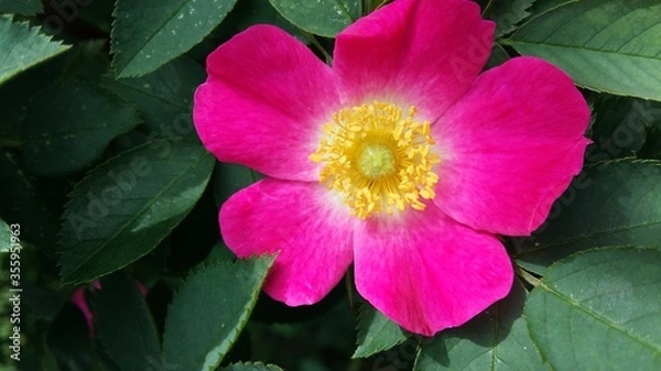 Fototapeta pink and yellow flower