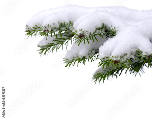 Obraz Christmas tree with fresh snow