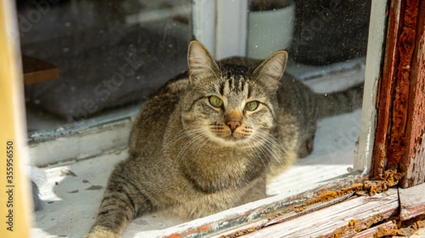Obraz Striped cat behind the glass.