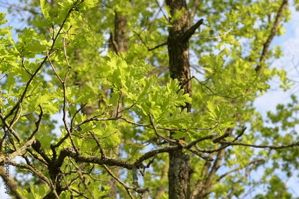 Obraz oak tree branches with leaves