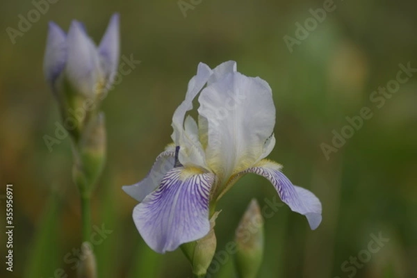 Obraz iris flower closeup