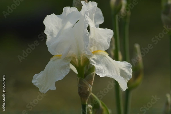 Obraz white iris flower closeup