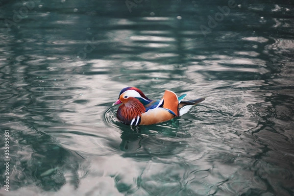 Obraz Mandarin duck on water