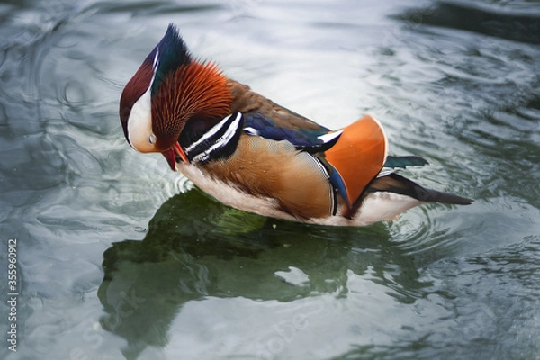 Obraz Mandarin duck on water