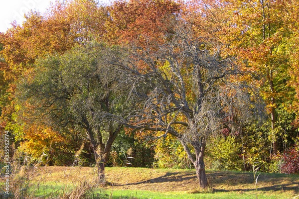 Obraz Bäume in Herbstfarben