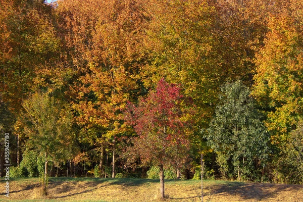 Obraz Bäume in Herbstfarben