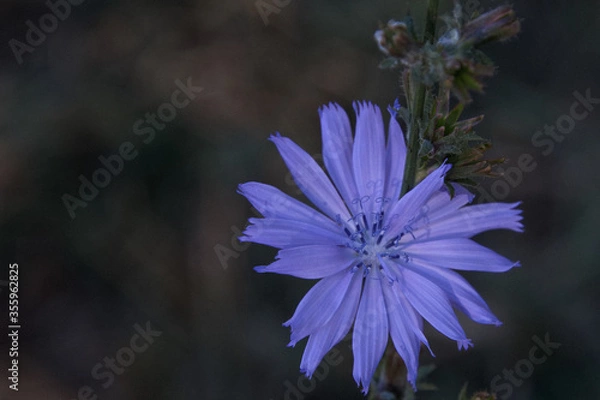 Obraz eine Blüte