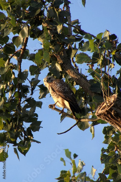 Obraz Ein Busard in einem Baum
