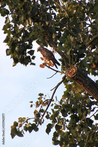 Obraz Ein Busard in einem Baum