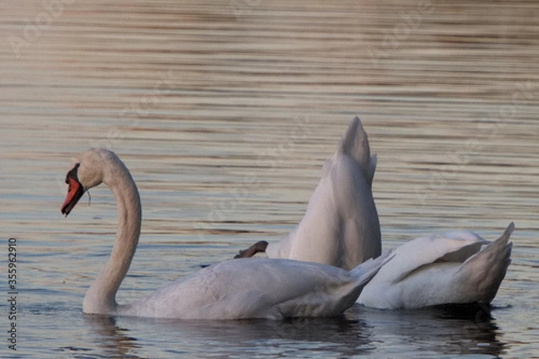 Obraz Schwäne auf einem See