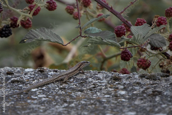 Obraz eidechse auf einer Mauer vor Brombeeren