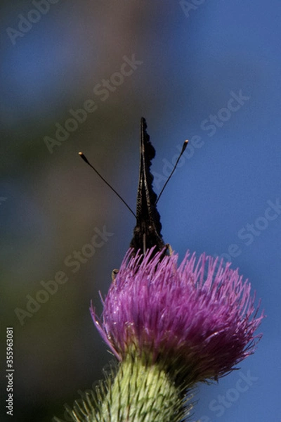 Obraz ein Schmetterling
