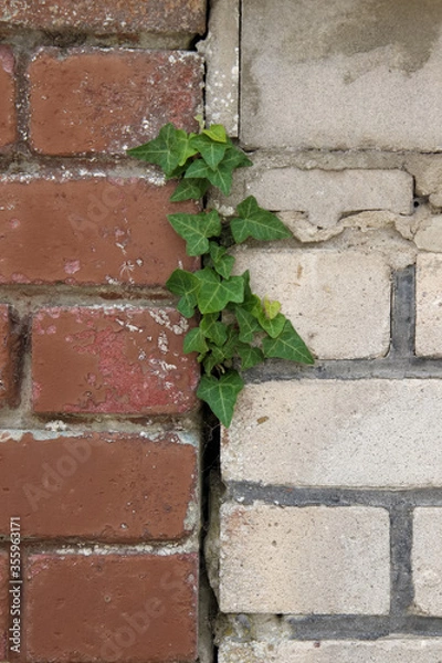 Obraz Efeu zwischen Mauern