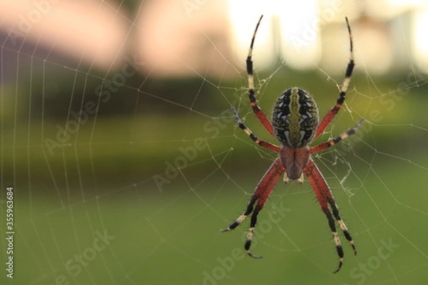 Obraz araña venenosa