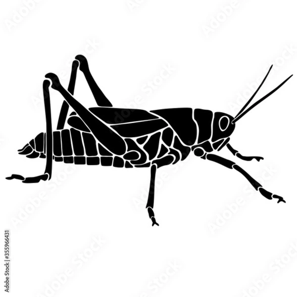 Fototapeta Grashüpfer in schwarz und weiß. Hand gezeichnet als Vektor-Datei. Kann nach Belieben angepasst und verändert werden. Verwendbar für Logo, Grußkarten oder Plakate.