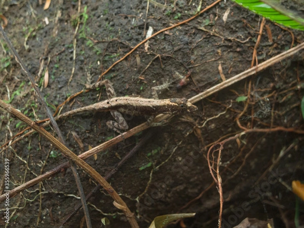 Obraz Lizard trying to scape