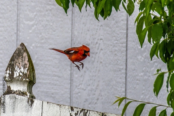 Fototapeta Hopping Cardinal