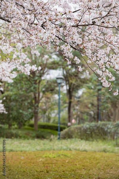 Fototapeta 桜と街灯の風景