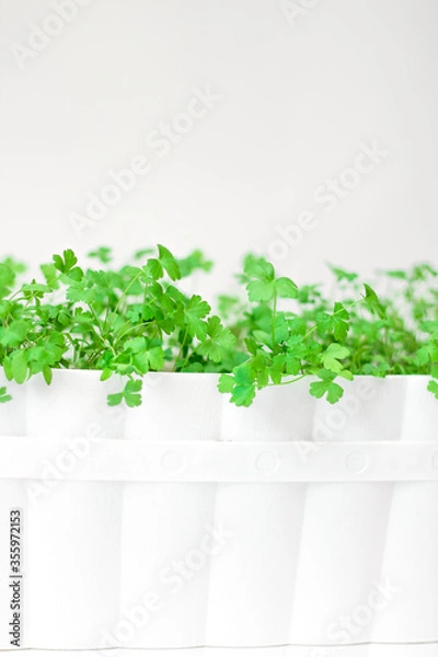Fototapeta Parsley in a white pot and on a white background. Green summer parsley on a white background. Place to record. Greenery. Healthy diet. Diet. Greens for salad. Nutrition