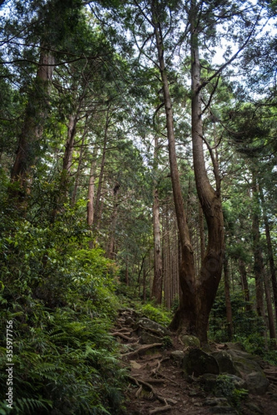 Fototapeta 筑波山登山道
