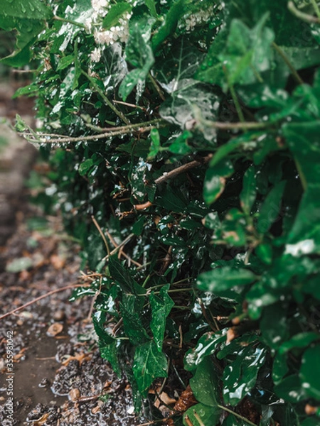 Obraz Rich green plants being watered or rained on