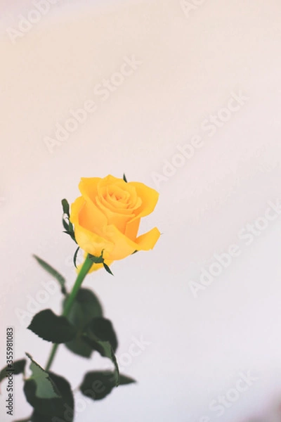 Fototapeta Yellow rose