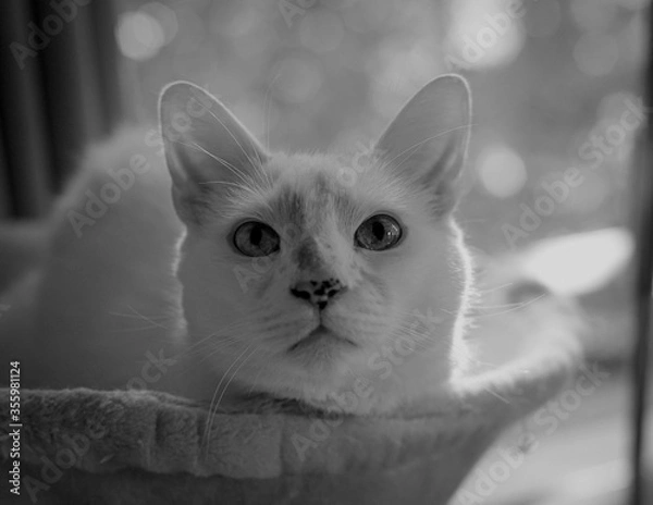 Obraz Portrait of a white can in black and white