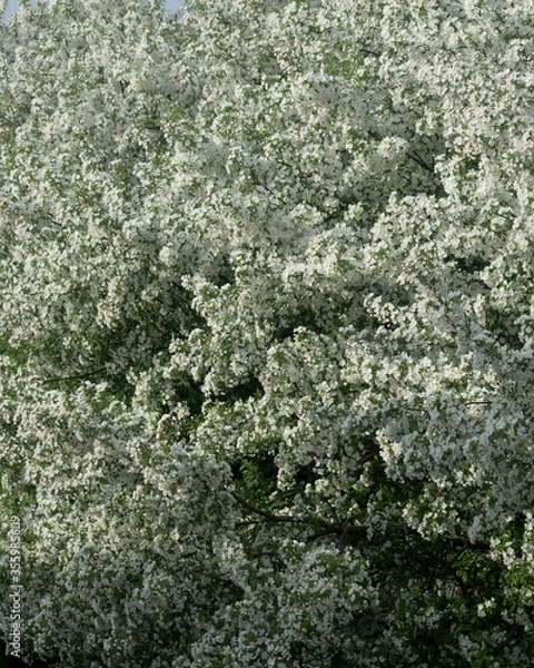Fototapeta Spring Flowers on tree