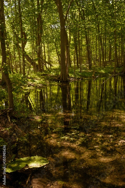 Fototapeta flooded forest