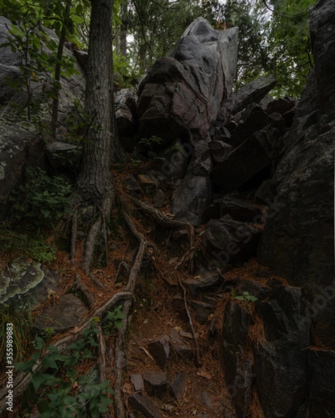 Fototapeta old tree trunk