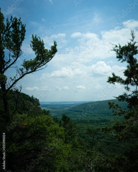 Fototapeta The forest opens up