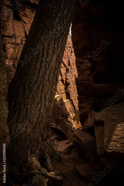 Fototapeta Tree on the cliff
