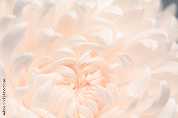Fototapeta Coral Cremone Chrysanthemum Flower Close Up