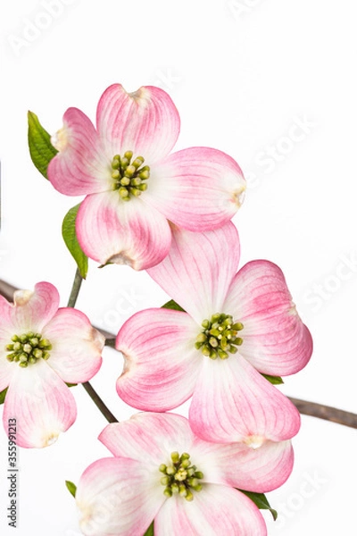 Fototapeta Close Up of Pink Bracts on Flowering Dogwood Tree