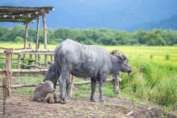 Fototapeta Water buffalo and baby in a farm with rice field in background 