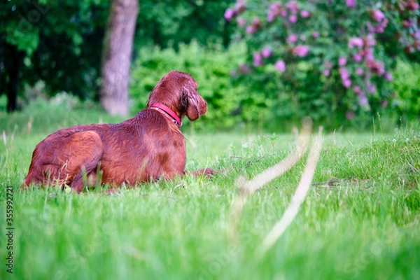 Fototapeta Red irish setter dog on the green gras in the park general plan color
