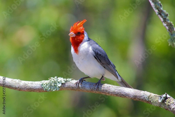Obraz cardinal on a tree