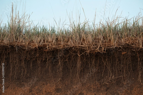 Obraz Grass earth and roots. Green grass with earth crosscut. Cross section of the earth with roots and layers of dirt on a summer day. Cross-section of the ground.