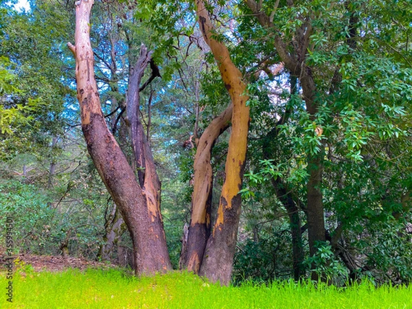 Fototapeta The hills