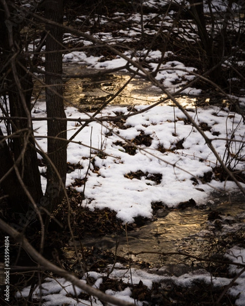 Fototapeta winter in the forest