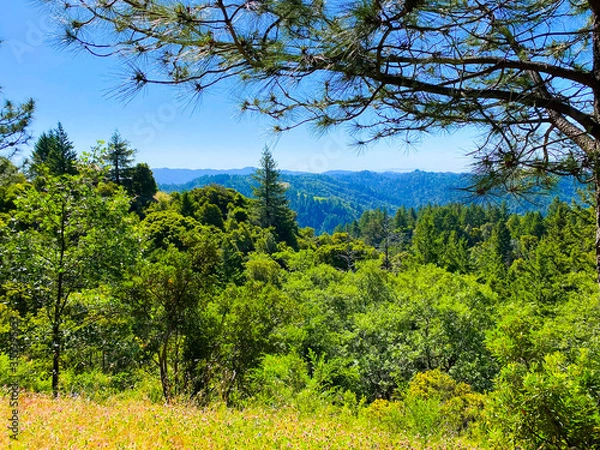 Fototapeta The hills