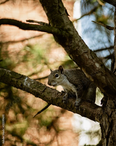 Fototapeta squirrel on tree