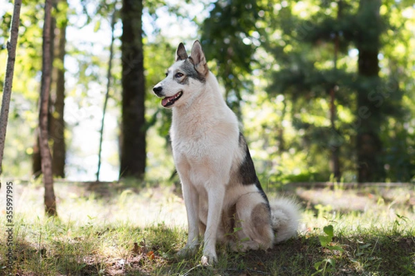 Fototapeta Black and white spotted dog sitting on the grass in a park on a sunny summer day