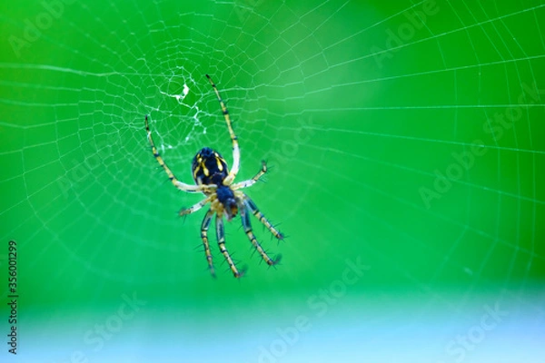 Fototapeta Spider hangs on the web general plan color