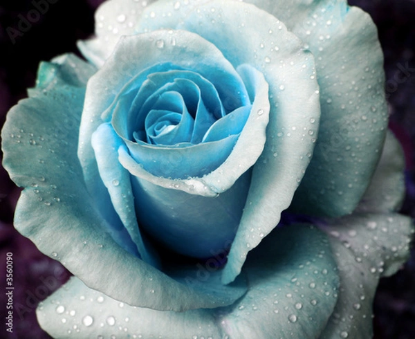 Obraz Blue Rose