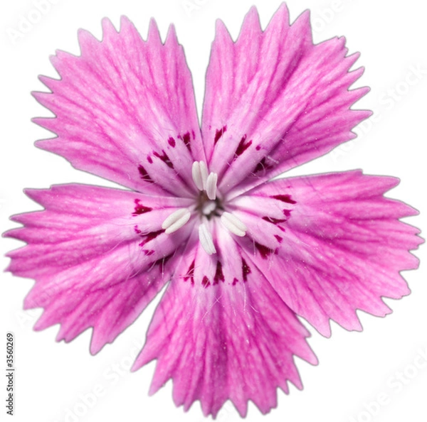 Obraz Isolated five petal pink flower