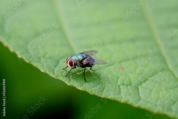 Fototapeta fly on leaf