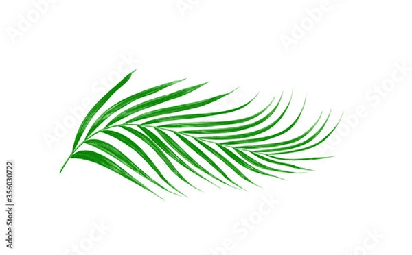 Obraz Green leaves of palm tree isolated on white background