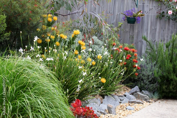 Obraz Beautiful Australian garden full of native plants and flowers