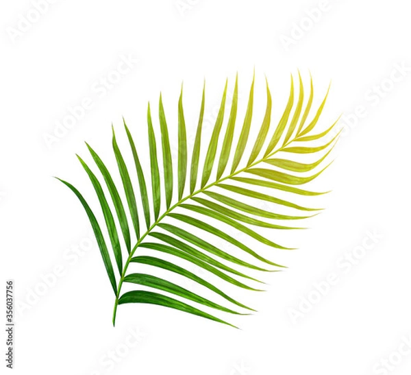 Fototapeta Green leaves of palm tree isolated on white background